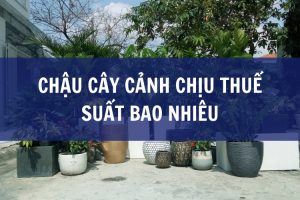 Chậu cây cảnh chịu thuế suất bao nhiêu